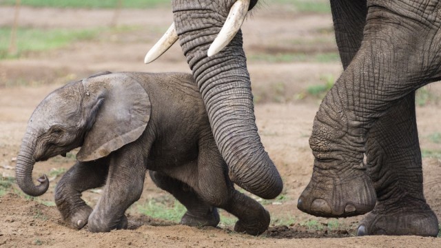 Afrikai elefánt született Állatparkunkban