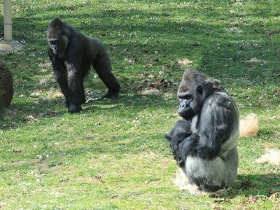 The gorilla family at the Nyíregyháza Zoo has welcomed a new member