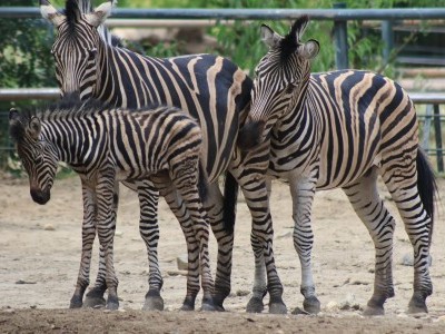 Alföldi zebra született Állatparkunkban 