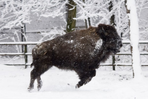 Állatparkunk minden évszakban más és más arcát mutatja