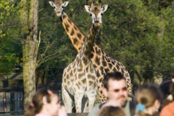 Ma van a Nemzetközi Zsiráfnap