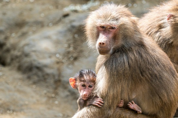 Szép számmal gyarapodott az ország legnagyobb pávián csapata