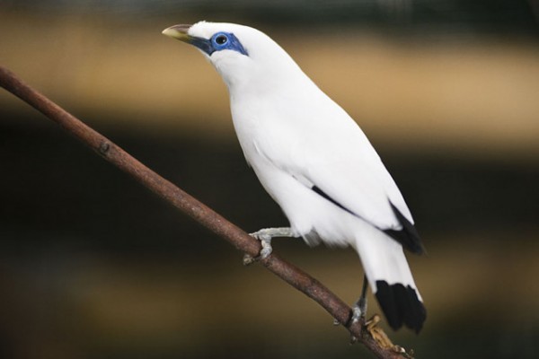 Ma van a Vadvilág Világnapja!