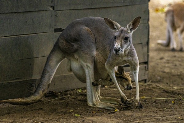 Búcsú az erszénytől