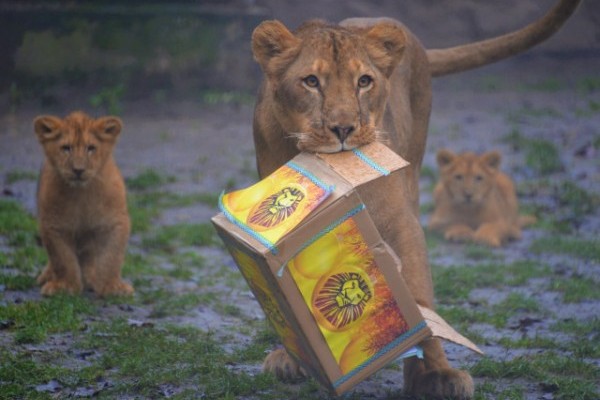 Állatok karácsonya