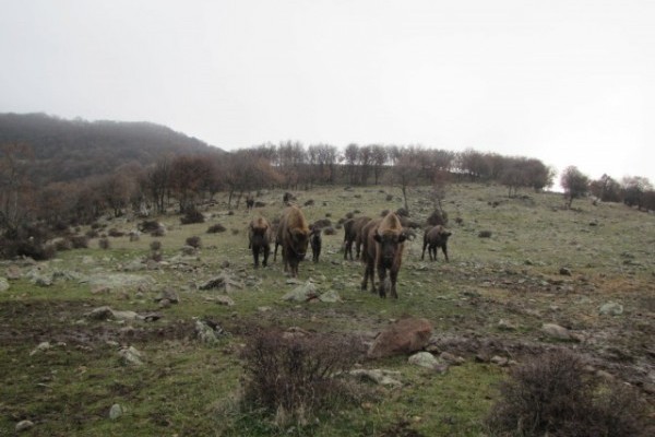 A természetbe visszatelepített nyíregyházi születésű európia bölényt befogadták fajtársai!
