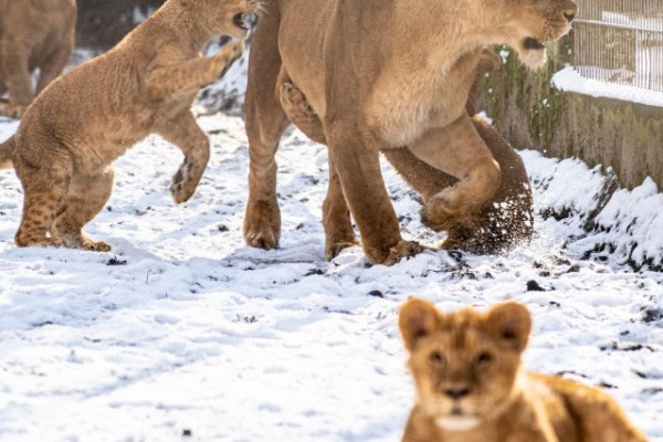Oroszlánok a hóban?