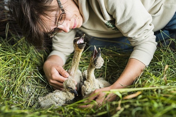 Anya nélkül maradtak az ország leghíresebb gólya párjának csemetéi!