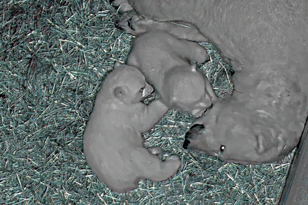 Polar bear twins were born in our zoo