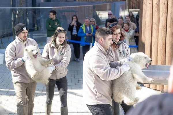 The polar bear cubs have undergone their first vet. examination