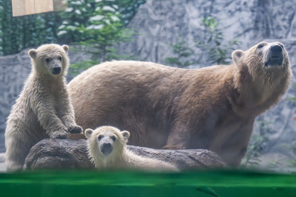 The polar bear cubs have been named