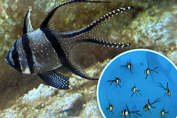 Cardinalfish bred in our zoo