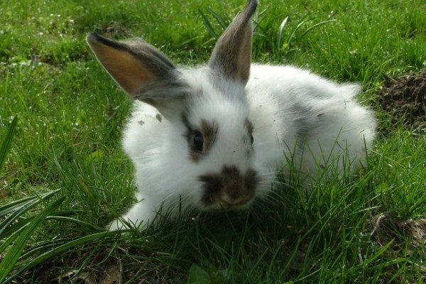 Ha alapos megfontolás után egy nyuszi az új házikedvenc: