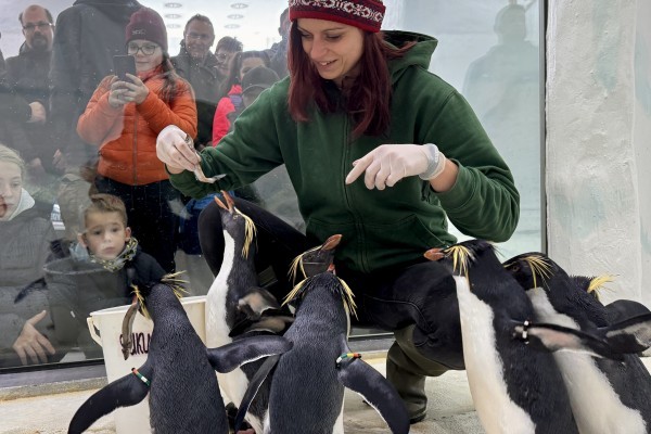 New arrivals at our Zoo's Ice World