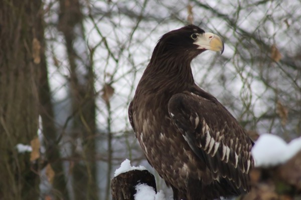 Eagle-nursery at our zoo