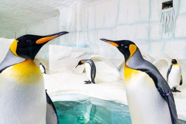 Bővült a királypingvin kolónia