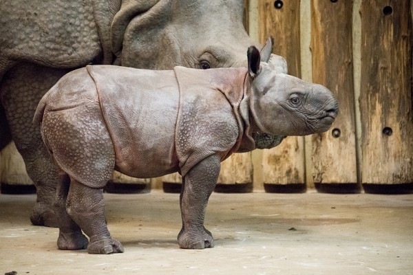 Ma van a Vadvilág Világnapja