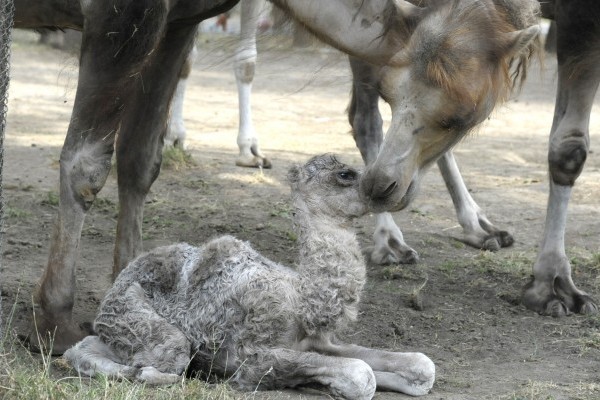Teve csikó született Állatparkunkban 