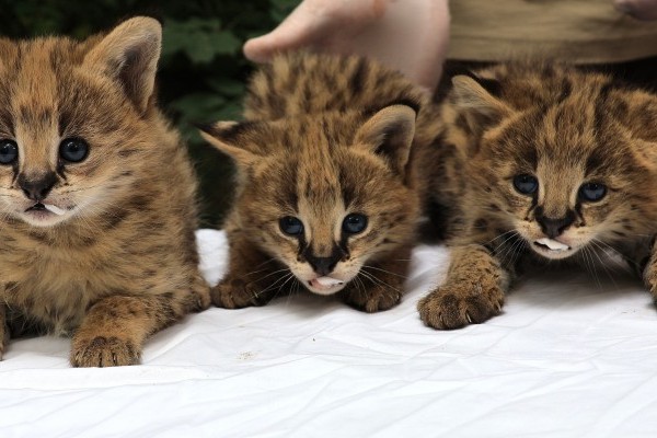 Serval cubs have been born