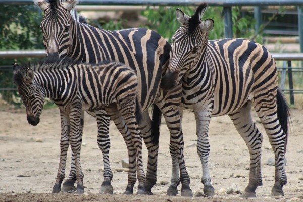 Alföldi zebra született Állatparkunkban 