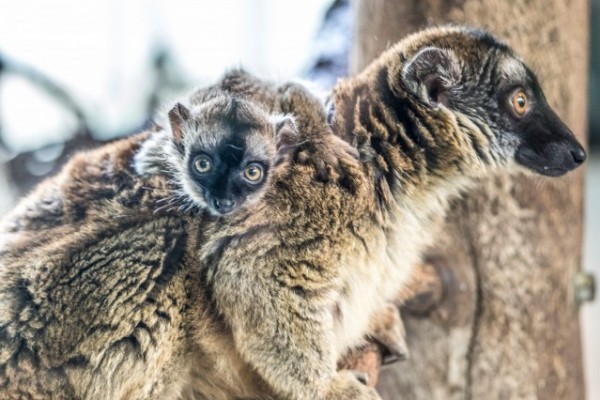 Sárgaszakállas maki született 