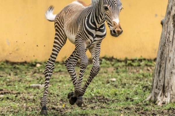 Pizsamás lovacska a Tarzan ösvényen