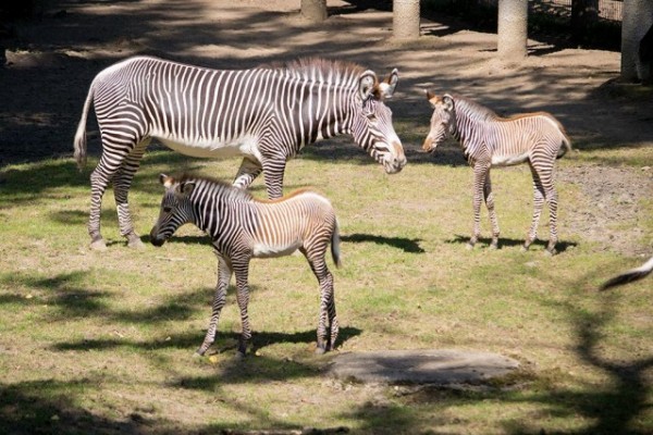 Újabb Grevy-zebra csikó született Állatparkunkban