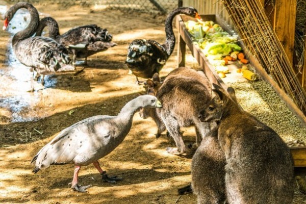 Társas kifutó az Ausztrál régiót bemutató kifutórendszerben