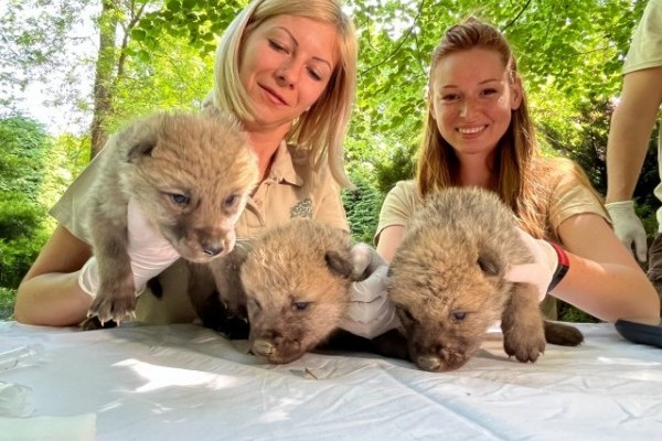Arctic wolf triplets were born in our zoo