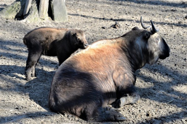 Ázsiában őshonos Mishmi-takin született