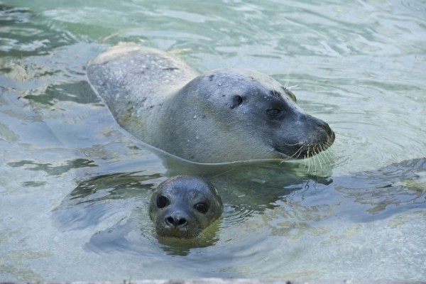 Adj nevet a bébi fókának!