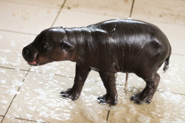 On Sunday night a Pygmy hippopotamus was born in our Zoo! 