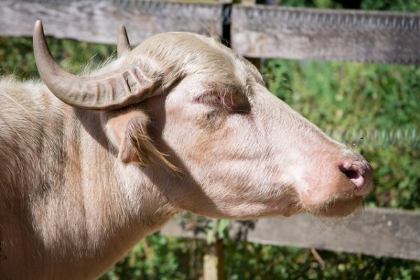Állatparkunkban nemcsak egzotikus állatokat lehet megtekinteni, hanem a Kárpát-medence háziasított élőlényeit is megismerhetik a Parasztudvarba látogatók.