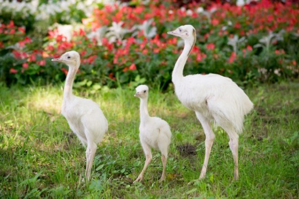 Fehér nandu fiókák keltek ki Állatparkunkban