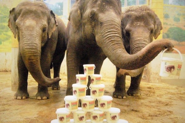 Elefánt szuvenír a növényeknek