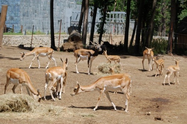 Duplájára nőtt az indiai antilop állomány