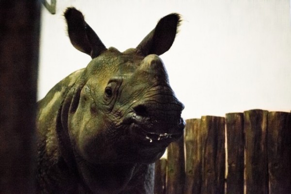 Több tonnás menyasszony érkezett hozzánk!