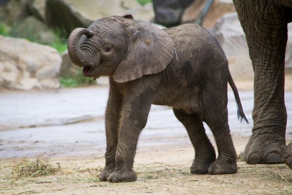 African elephant was born in our Zoo