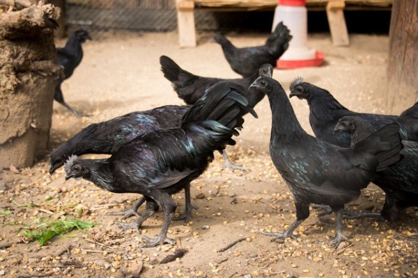 Különleges fekete baromfik láthatóak a Nyíregyházi Állatparkban