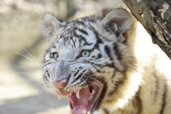 Bemutatkoznak a fehér tigriskölykök