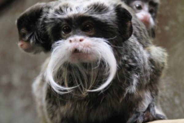 Császárbajszú tamarin ikrek születtek