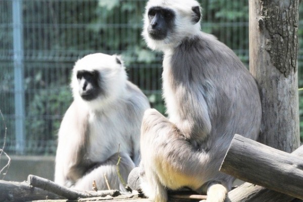 Pár érkezett parkunk hulmán nőstényéhez.