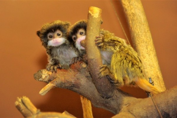 Császárbajszú tamarinok születtek az Állatparkban