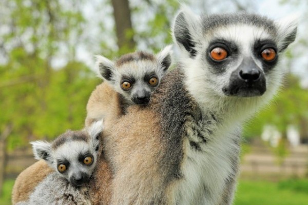 Nincs tavasz maki szaporulat nélkül