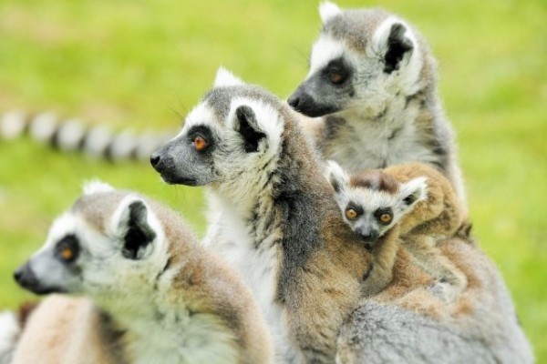 Újabb maki kölykök születtek