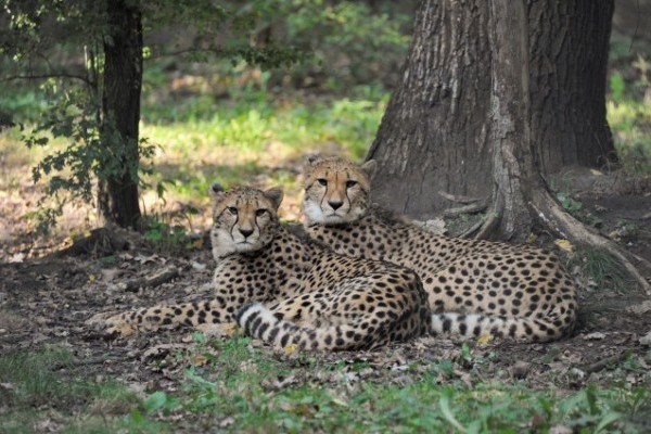 Újabb gepárdok a SóstóZoo-ban