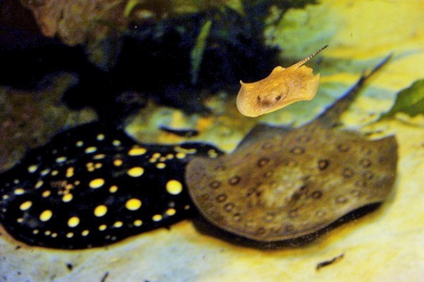 Folyami tüskésrája született Állatparkunkban