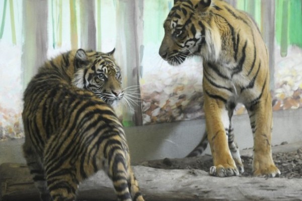 Együtt a szumátrai tigris pár!