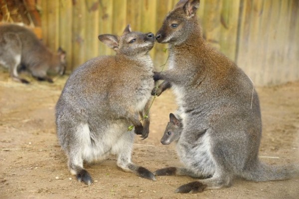 Zsebi babák minden mennyiségben
