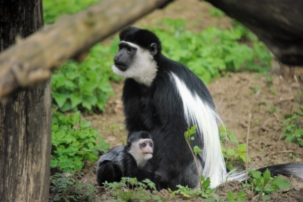 Már látható a 3 hónapos gereza bébi Állatparkunkban